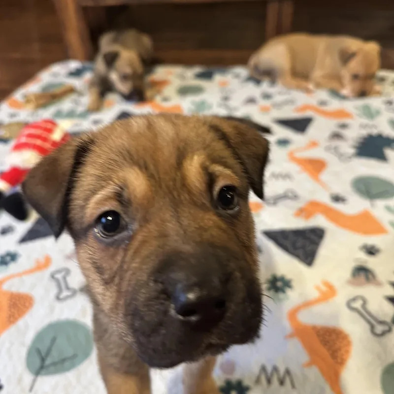 Chandler thumbnail 4