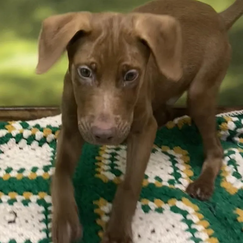 A baby medium-sized male Brown / Chocolate Mixed Breed dog named Hurley for adoption in Auburn, NH