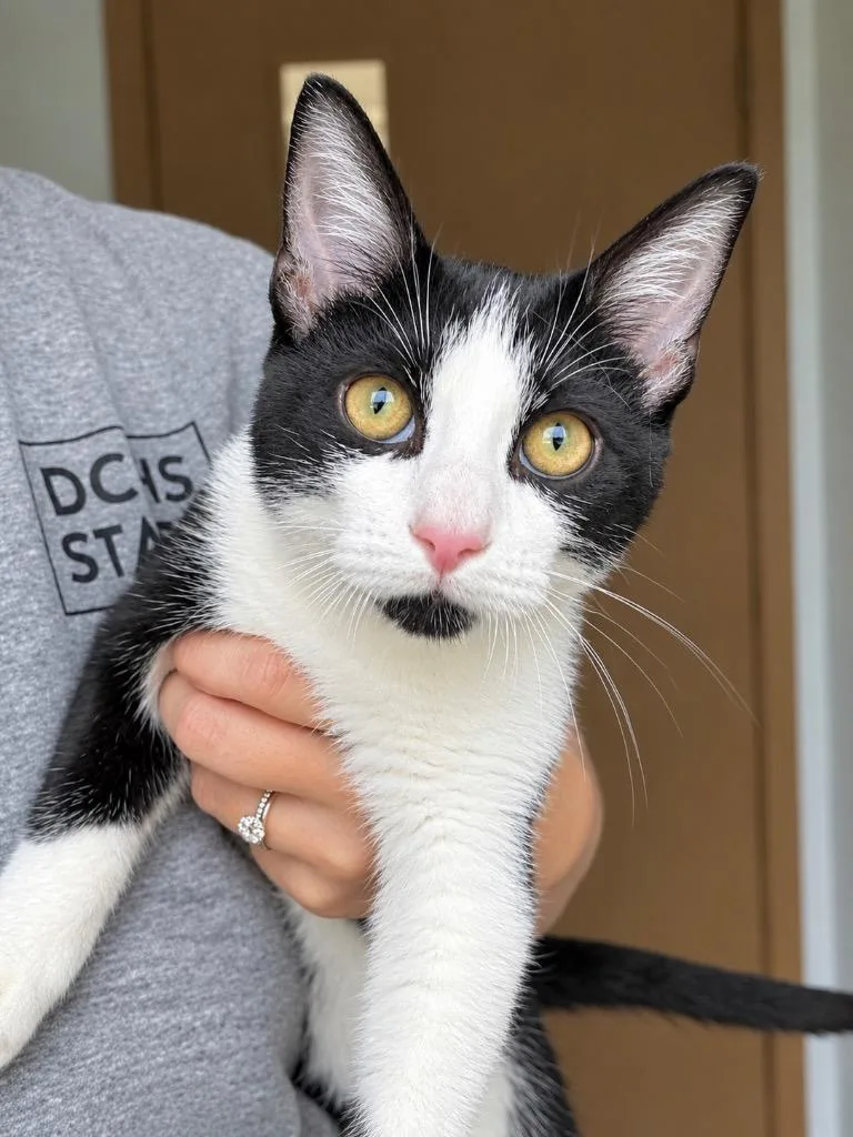 A baby medium-sized male Domestic Short Hair cat named Ron Weasley for adoption in Menomonie, WI