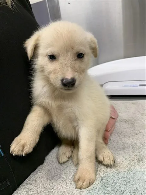 A baby medium-sized female Husky dog named Anastasia for adoption in Fairbanks, AK