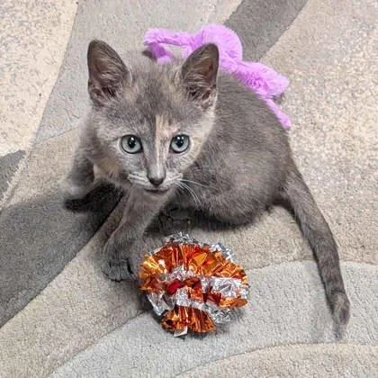 A baby small-sized female Gray / Blue / Silver Domestic Short Hair cat named Crisp for adoption in Atlanta, GA