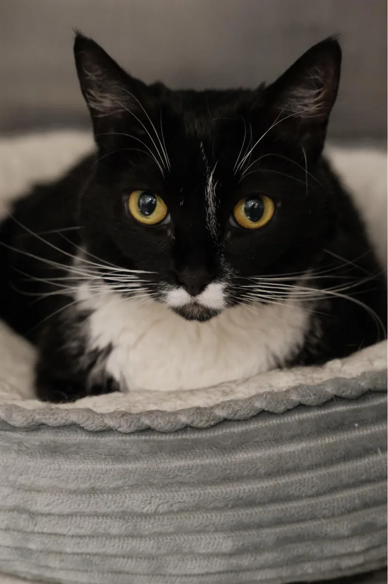 An adult medium-sized female Black & White / Tuxedo Domestic Short Hair cat named Honey Bun for adoption in Waltham, MA