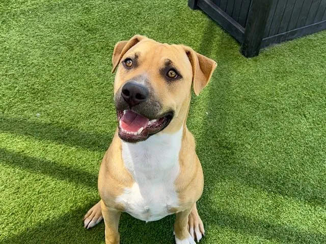 A young large-sized male Pit Bull Terrier dog named Machop for adoption in Tustin, CA