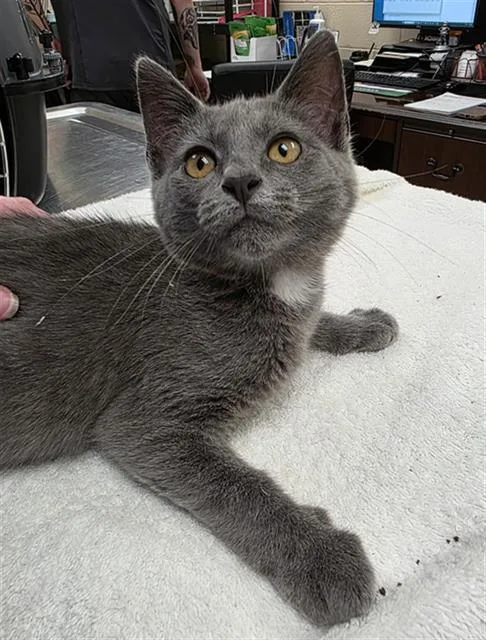 A baby small-sized male Domestic Short Hair cat named Anthony for adoption in Aliquippa, PA