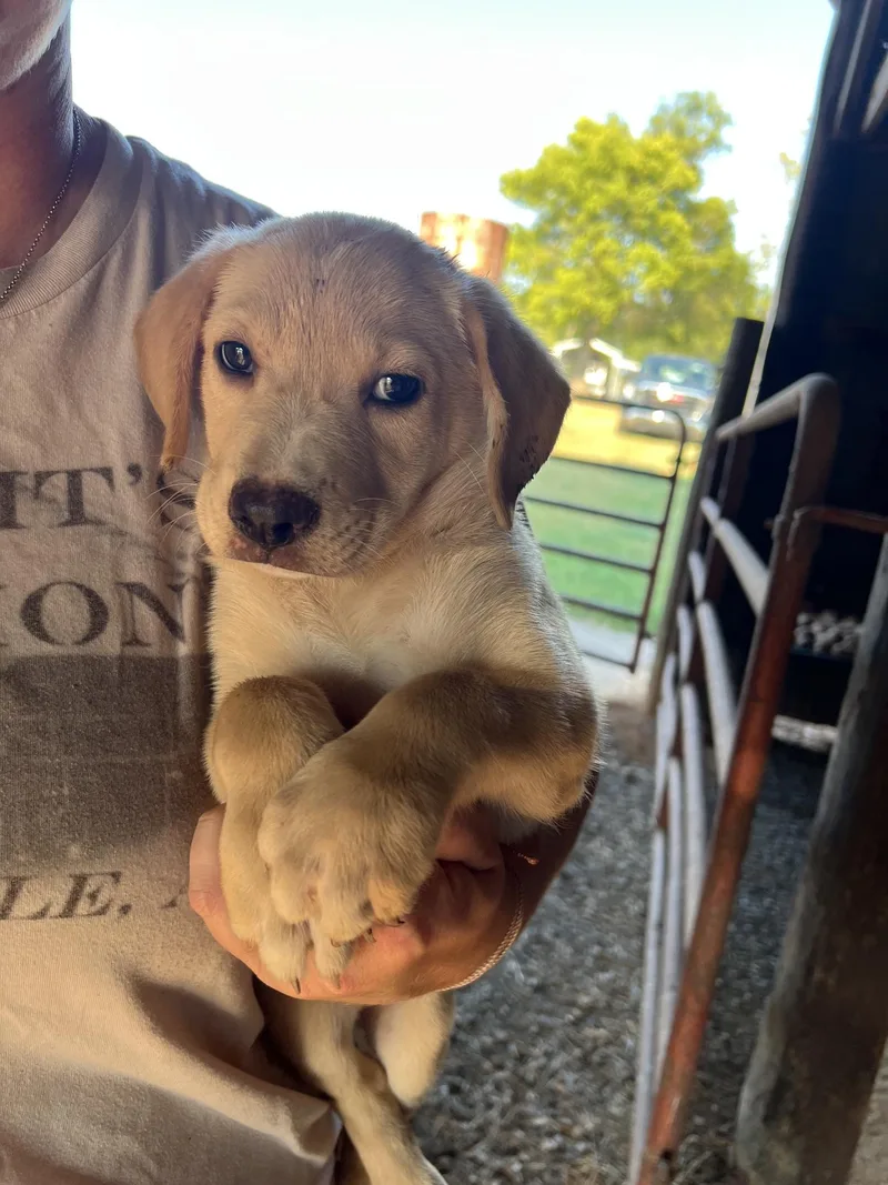A baby medium-sized female Labrador Retriever dog named Peep for adoption in Zimmerman, MN