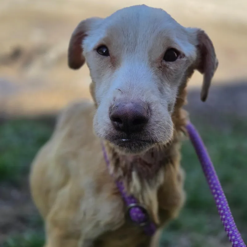 A young medium-sized male Yellow / Tan / Blond / Fawn Mixed Breed dog named Willy Worm for adoption in Charleston, WV