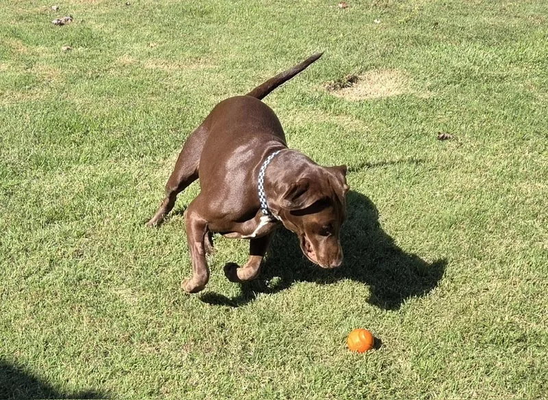 A young large-sized female Brown / Chocolate Labrador Retriever dog named Bella for adoption in Concord, CA