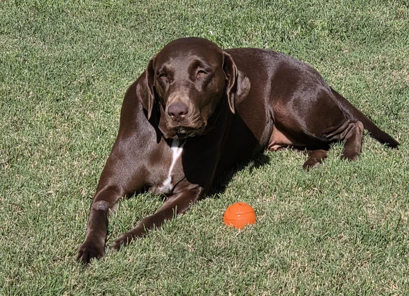 Bella thumbnail 2