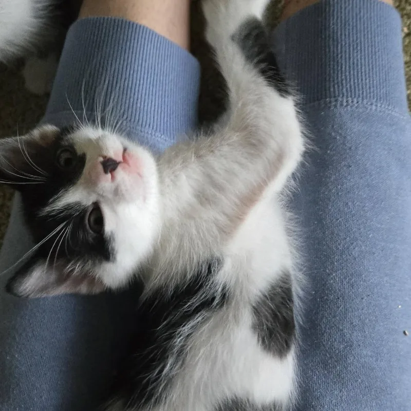 A baby small-sized male Domestic Short Hair cat named Galeleo for adoption in West Olive, MI