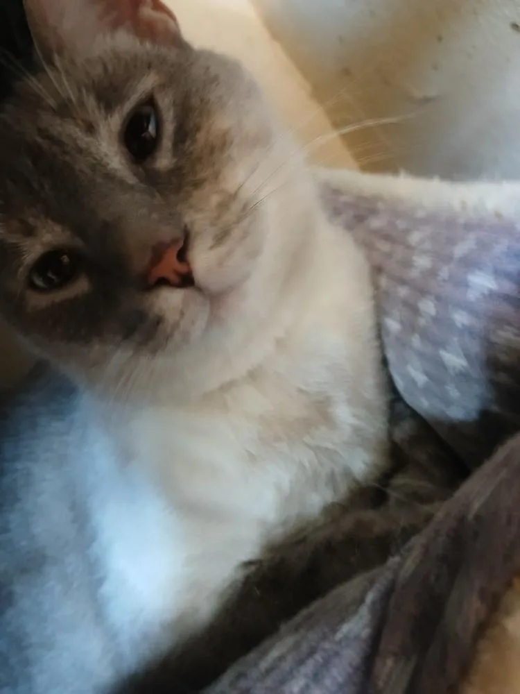 An adult medium-sized female Gray & White Domestic Short Hair cat named Eris for adoption in Thatcher, AZ