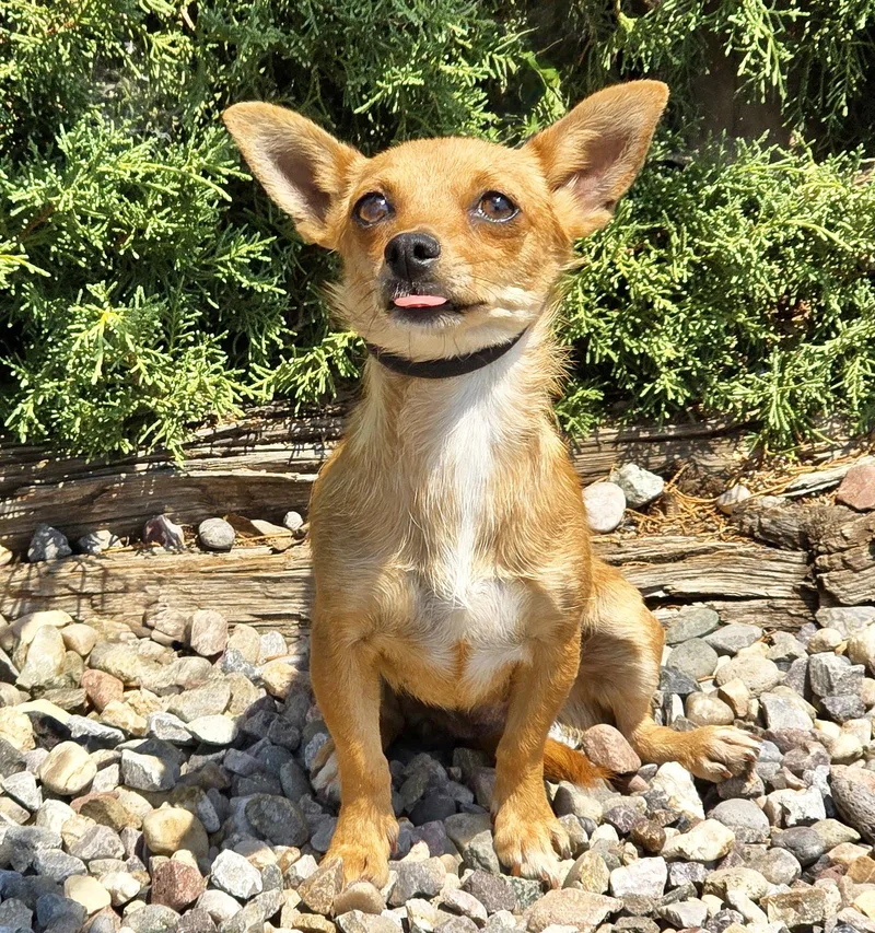 A young small-sized female Golden Chiweenie dog named Jazzy Lil Ms Jenga for adoption in Albuquerque, NM
