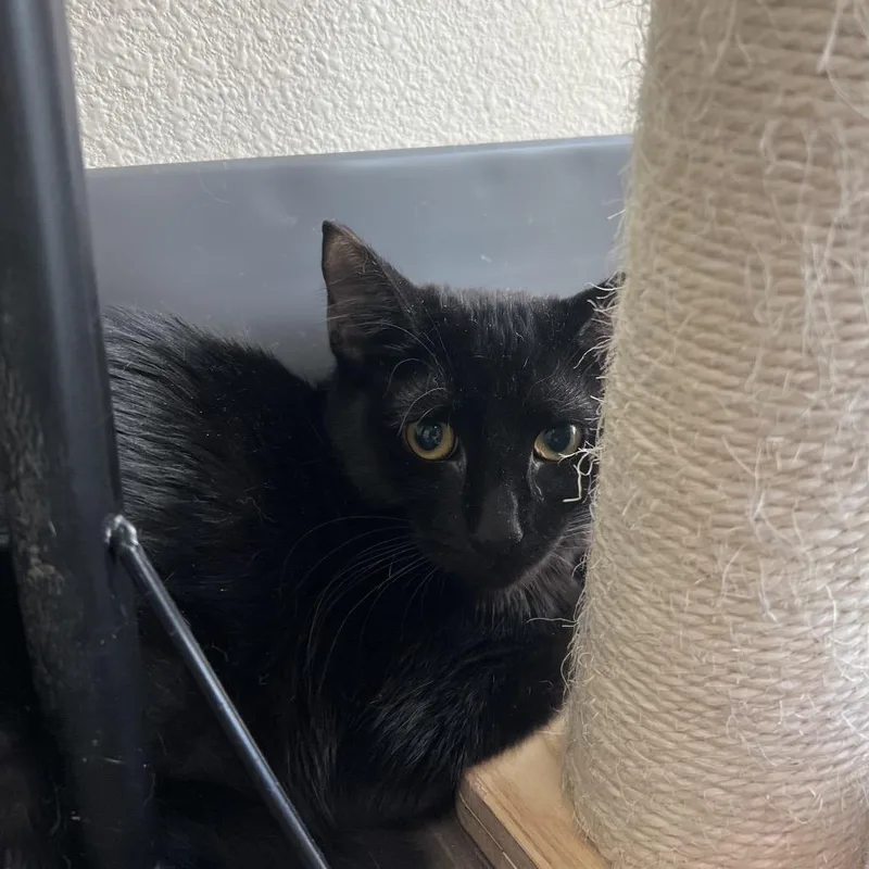 A young medium-sized female Black Domestic Short Hair cat named Tina for adoption in Las Vegas, NV