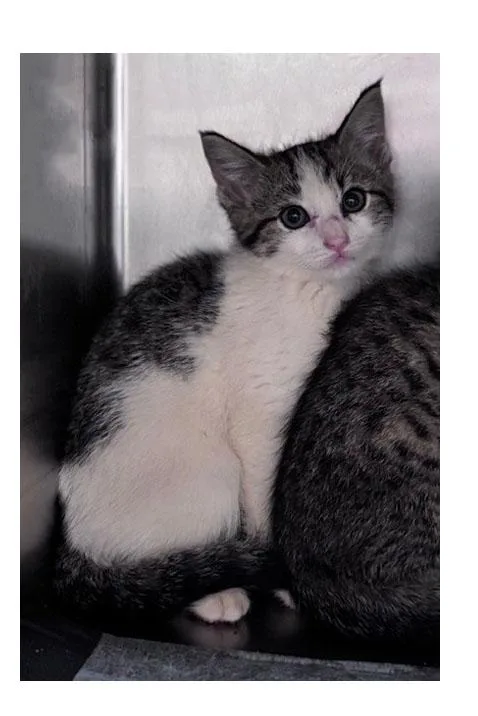 A baby small-sized female Tabby (Gray / Blue / Silver) Domestic Short Hair cat named Daffodil for adoption in Bishop, GA