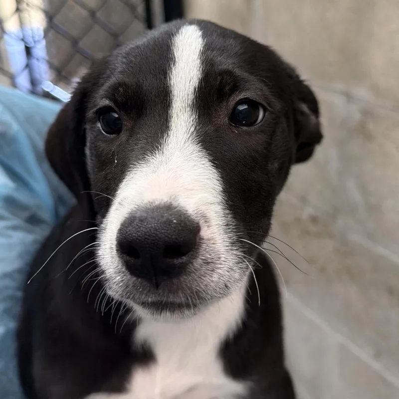 A baby small-sized female Black Mixed Breed dog named Buckey for adoption in Clearwater, FL