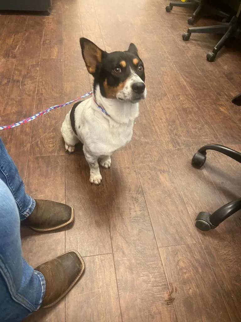 An adult medium-sized male Cattle Dog dog named Dog Kennel Bernard for adoption in Greenville, TX