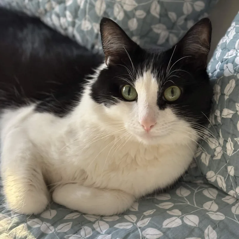 A young medium-sized male Black & White / Tuxedo Domestic Short Hair cat named Gustavo for adoption in Weehawken, NJ
