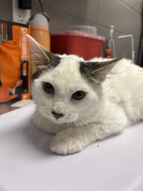 A young small-sized male Domestic Short Hair cat named Yummy Mummy for adoption in Indianapolis, IN