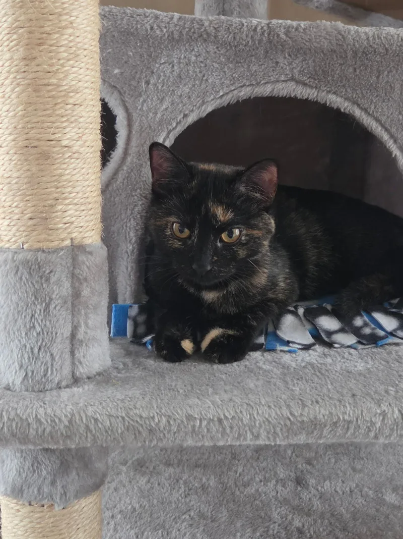 A baby small-sized female Domestic Short Hair cat named Torta for adoption in Faribault, MN