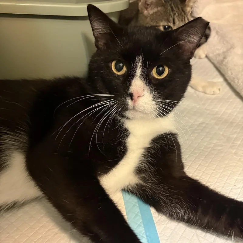 An adult large-sized male Black Domestic Short Hair cat named Tux for adoption in Hamburg, NY