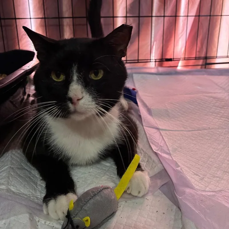Tux thumbnail 3