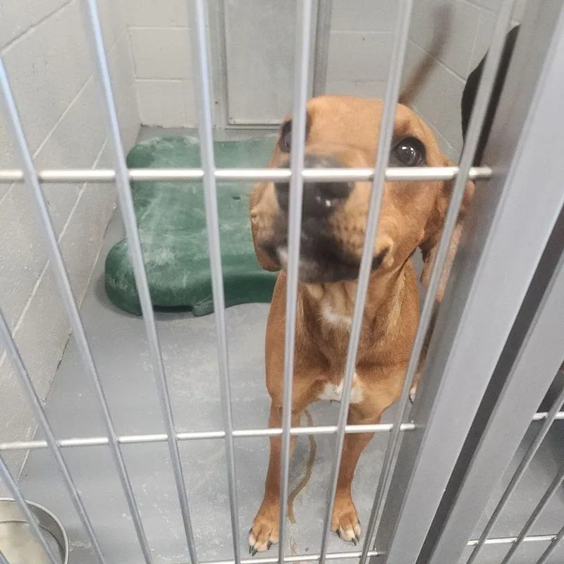An adult medium-sized female Yellow / Tan / Blond / Fawn Hound dog named Missy for adoption in Kingman, AZ