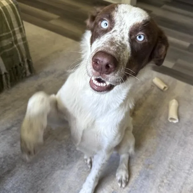 An adult medium-sized female Mixed Breed dog named Nixie for adoption in Toledo, OH