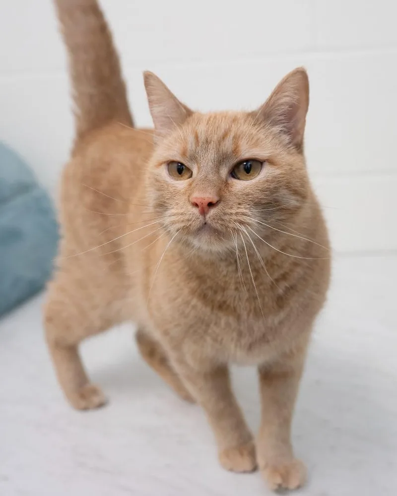 An adult medium-sized female Domestic Short Hair cat named Elizabeth for adoption in Boone, IA