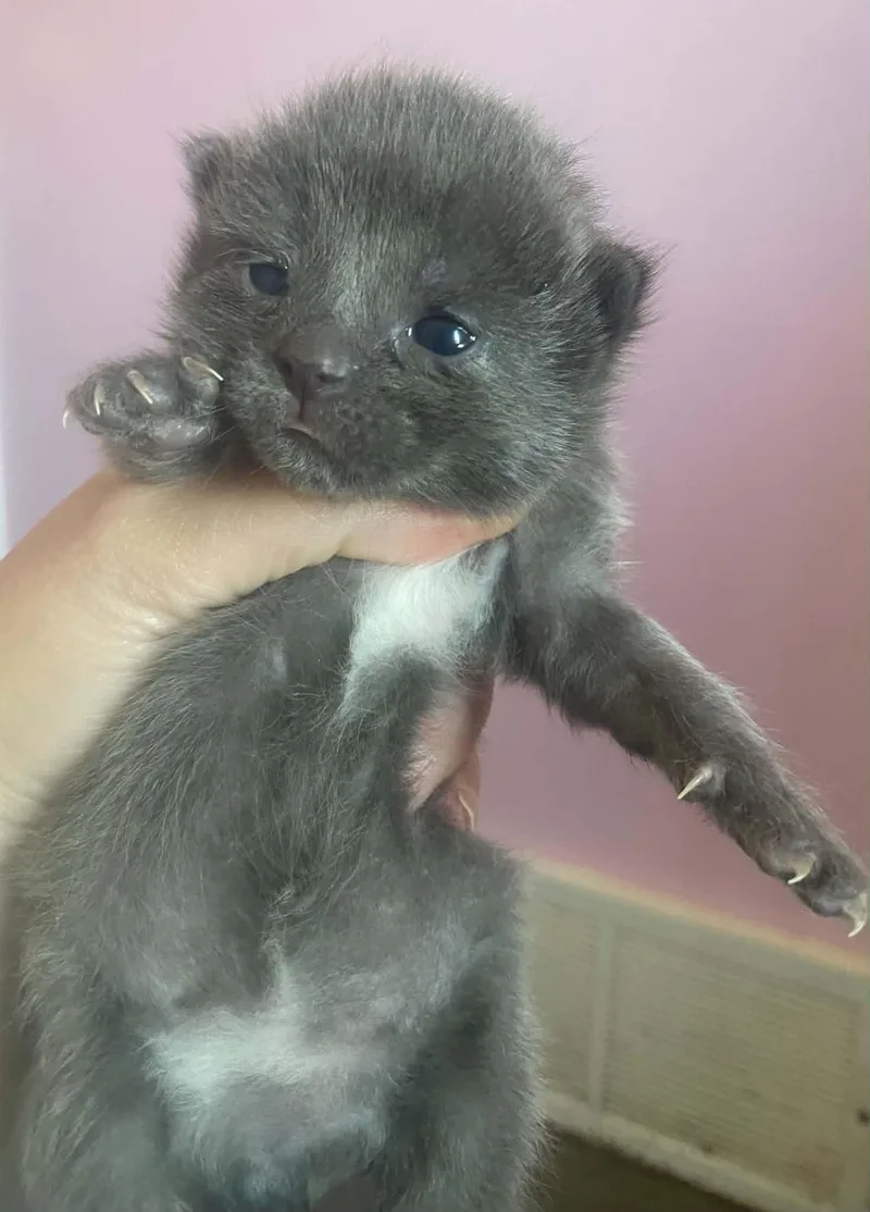 A baby medium-sized male Domestic Short Hair cat named Elroy for adoption in Port Washington, WI