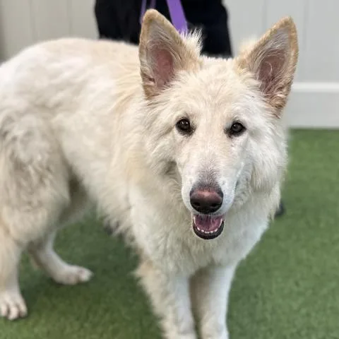 An adult large-sized female White / Cream German Shepherd Dog dog named Mia for adoption in San Diego, CA