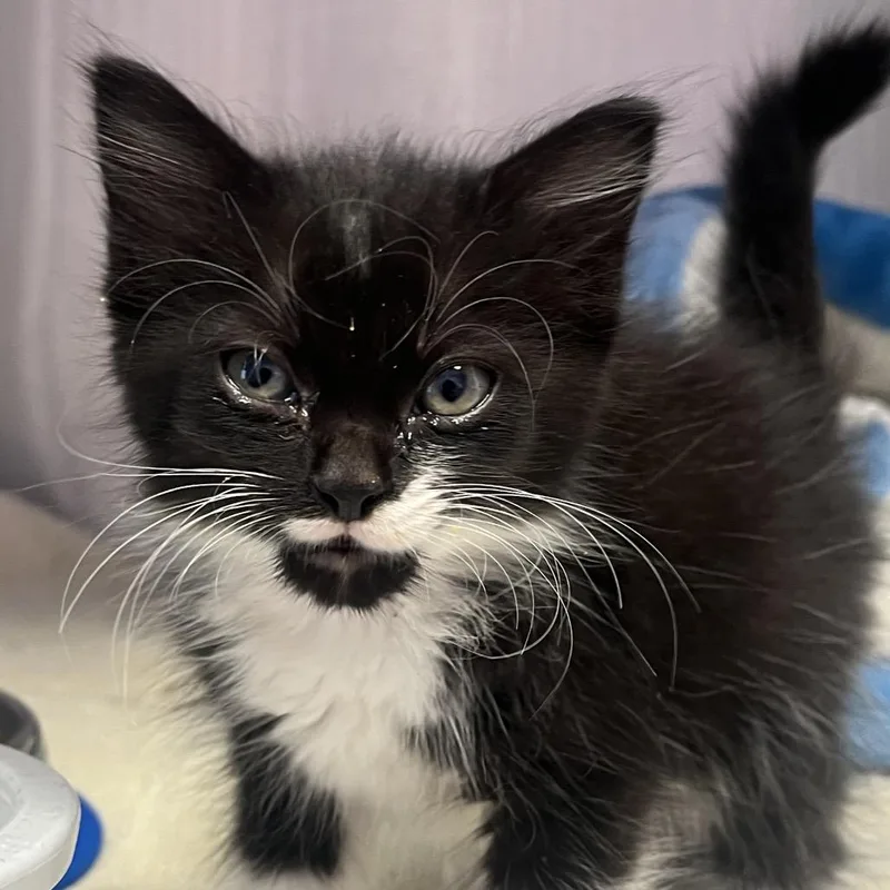 A baby small-sized female Black Domestic Long Hair cat named Moo Moo for adoption in Madisonville, TN
