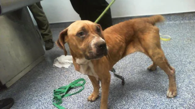 A young medium-sized female Mixed Breed dog named Rory for adoption in Charlotte, NC
