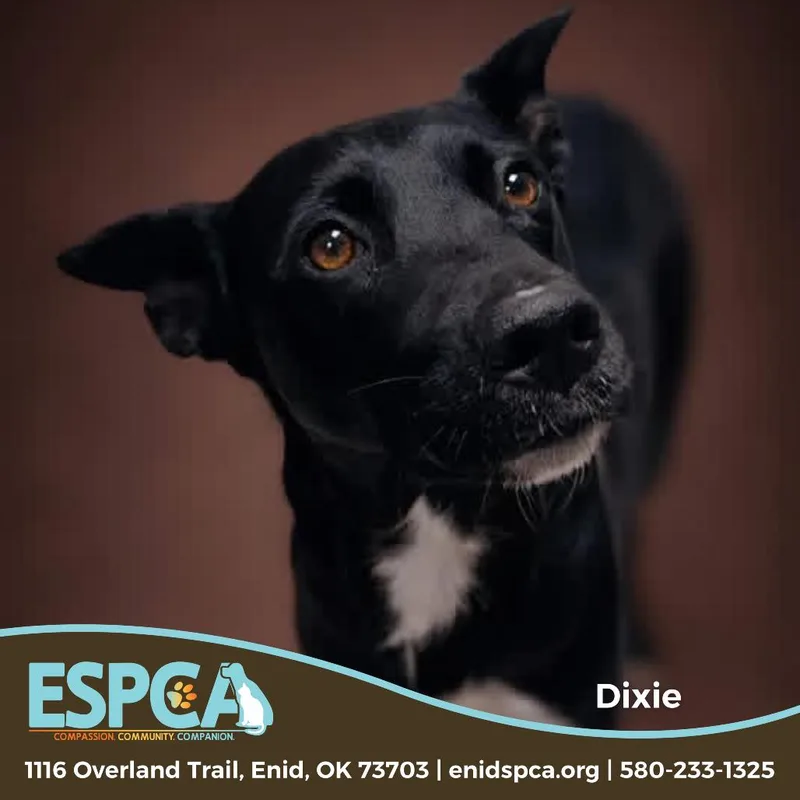 An adult medium-sized female Black Cattle Dog dog named Dixie for adoption in Enid, OK