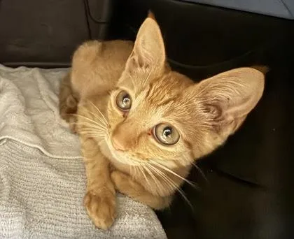 A baby small-sized male Domestic Short Hair cat named Josh for adoption in Honolulu, HI