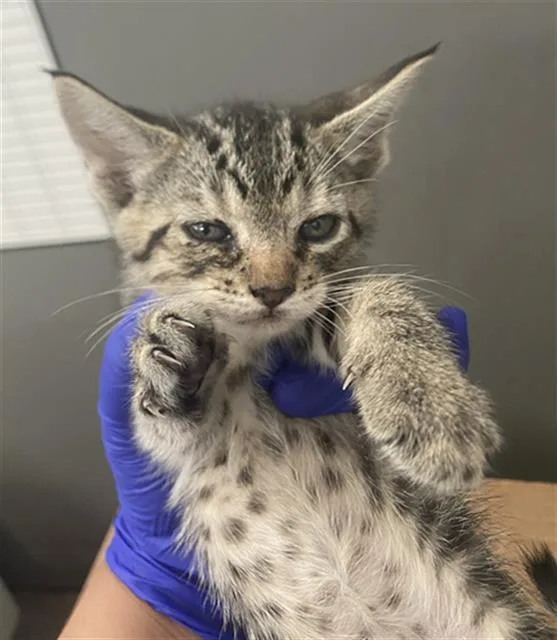 A baby medium-sized female Domestic Short Hair cat named Daisy for adoption in Dallas, TX