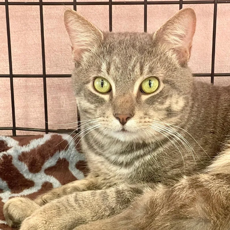 An adult large-sized male Gray / Blue / Silver Domestic Short Hair cat named Jay for adoption in Deerfield, IL