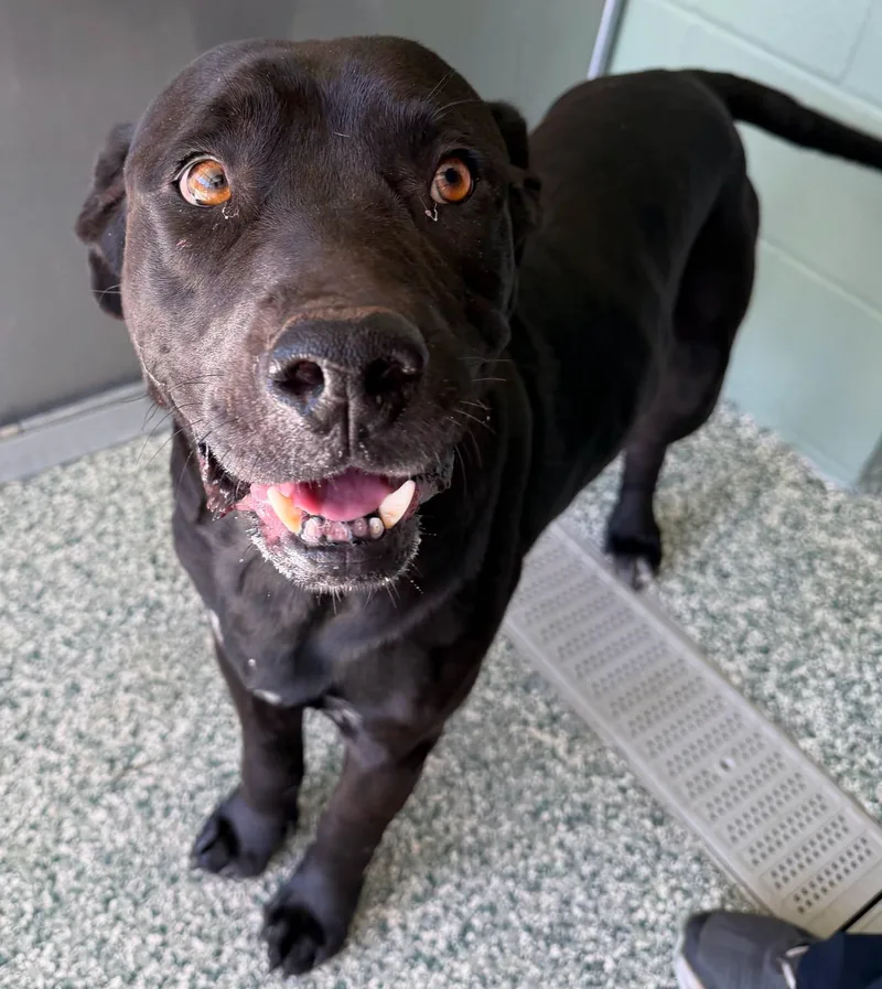 An adult medium-sized male Black Labrador Retriever dog named Midnight for adoption in Salisbury, NC