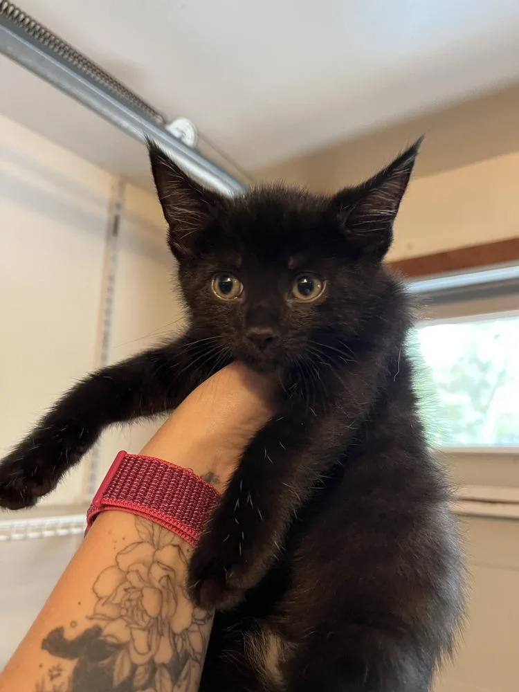 A baby medium-sized male Black & White / Tuxedo Domestic Short Hair cat named Ninja Jr for adoption in Emerald Isle, NC