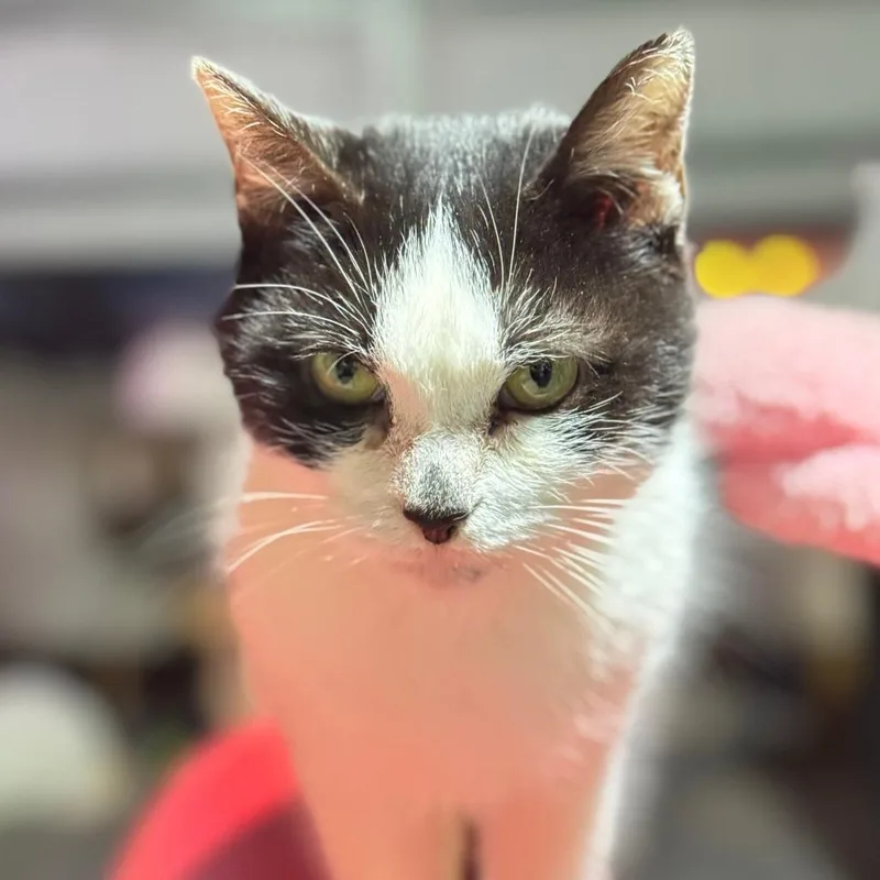 Princess thumbnail 2