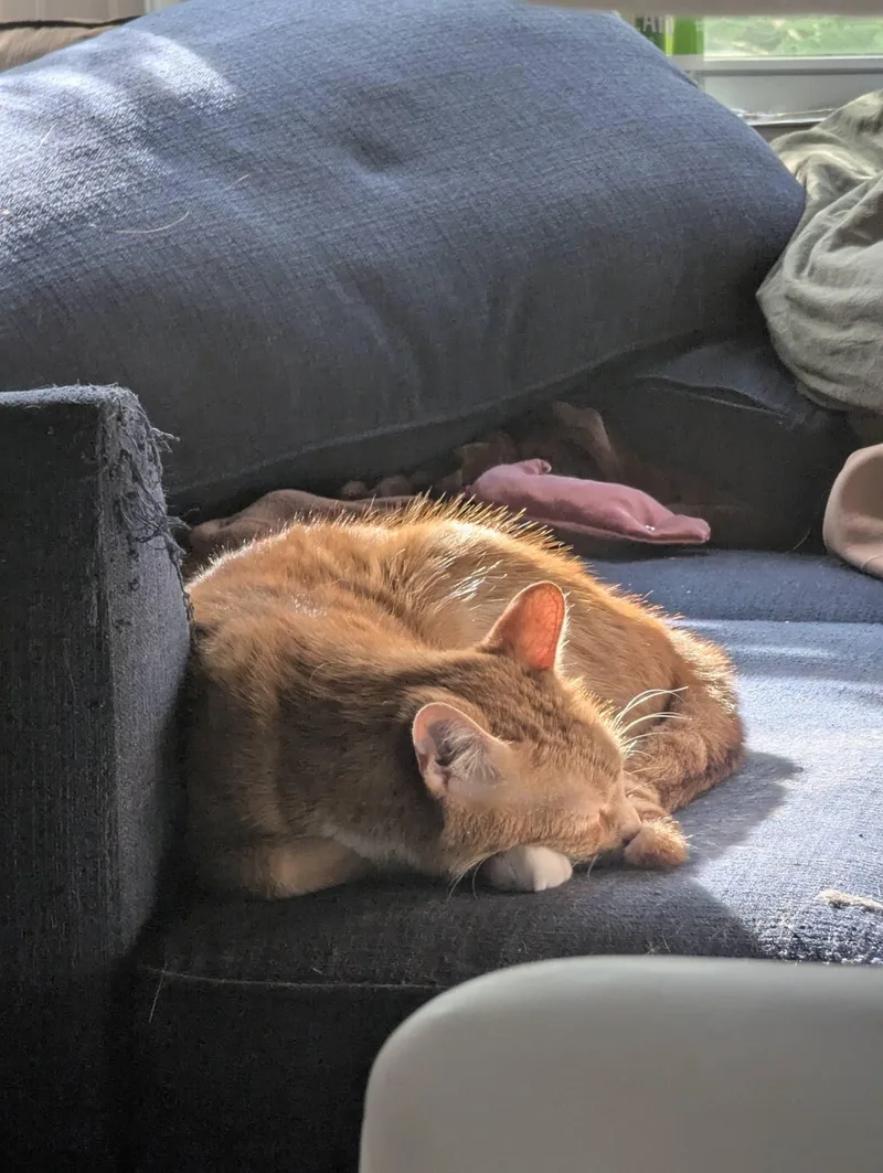 Simon