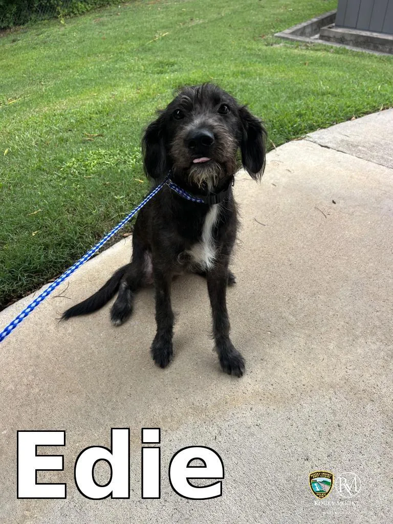 Edie thumbnail 2