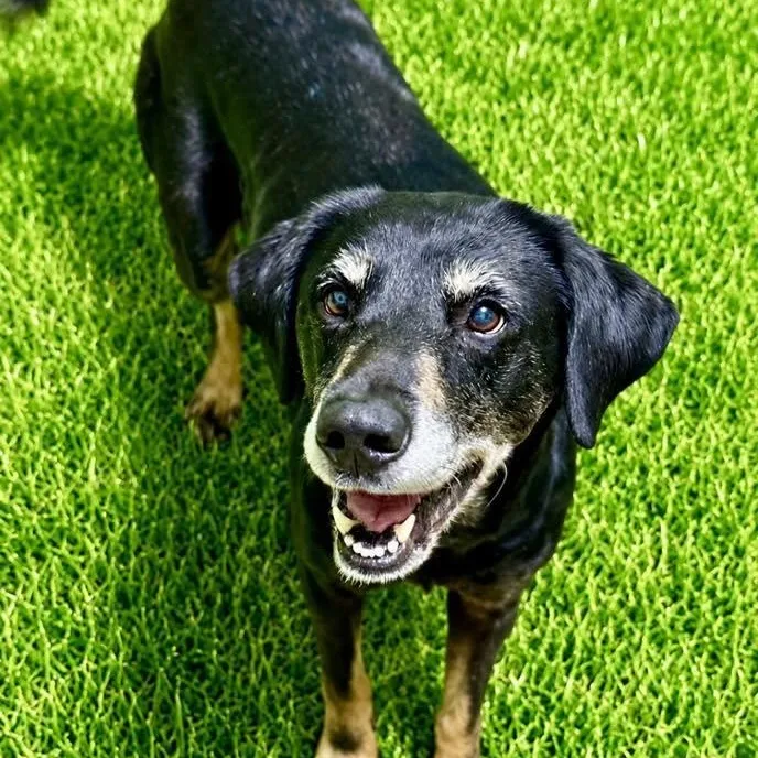 An adult medium-sized female Black Hound dog named Heather for adoption in Battle Creek, MI