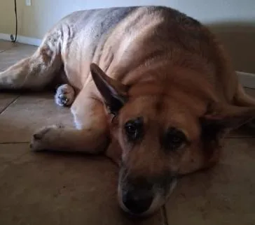 A senior extra large-sized male Merle (Red) German Shepherd Dog dog named Oliver for adoption in Frazier Park, CA