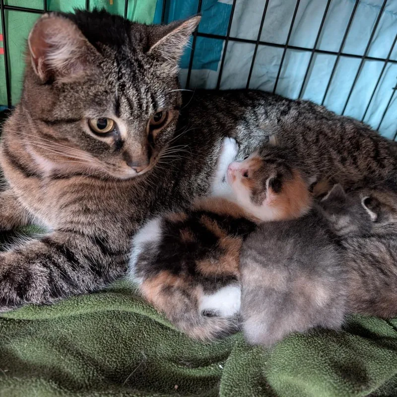 An adult medium-sized female Domestic Short Hair cat named Clementine for adoption in Portage, MI