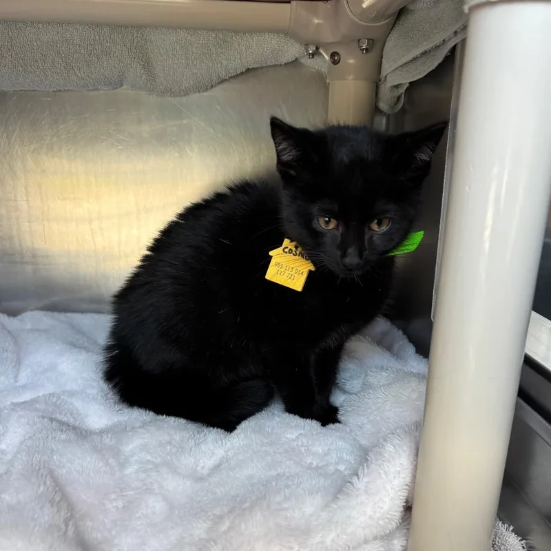 A baby small-sized female Black Domestic Short Hair cat named Cosmo for adoption in Springfield, MA