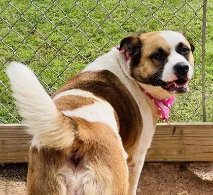 A young medium-sized female Terrier dog named Lily for adoption in Seneca, SC