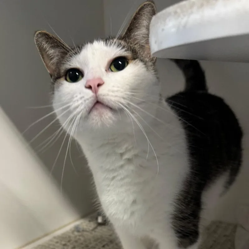 An adult medium-sized female Brown / Chocolate Domestic Short Hair cat named Ino for adoption in Dearborn, MI
