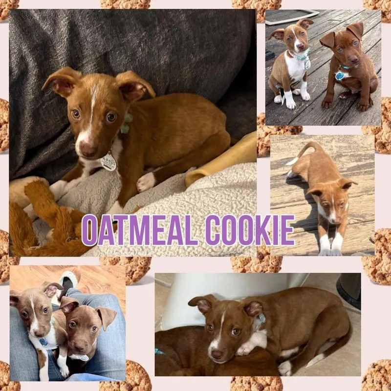 Oatmeal Cookie