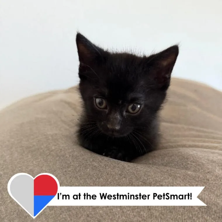 A young medium-sized female Black Domestic Short Hair cat named Artemis for adoption in Fort Collins, CO