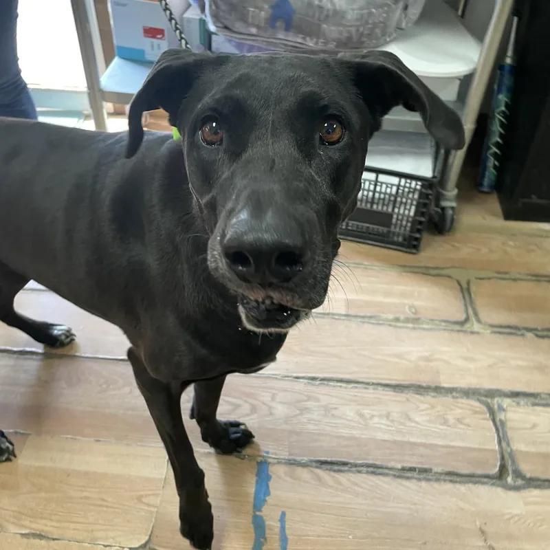 An adult large-sized female Black Great Dane dog named Brielle for adoption in Edinburg, TX