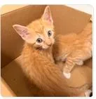 A baby small-sized male Domestic Short Hair cat named Jellyfish for adoption in Washington, DC